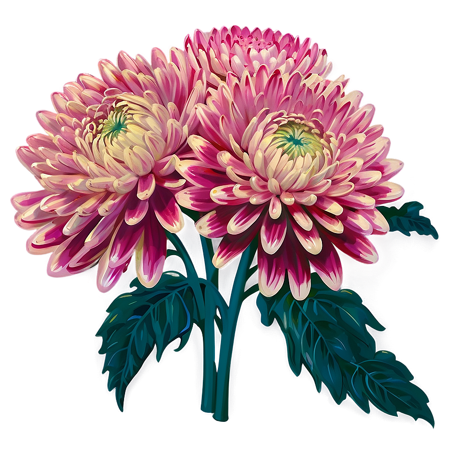 Chrysanthemum Seed Packet Png 96