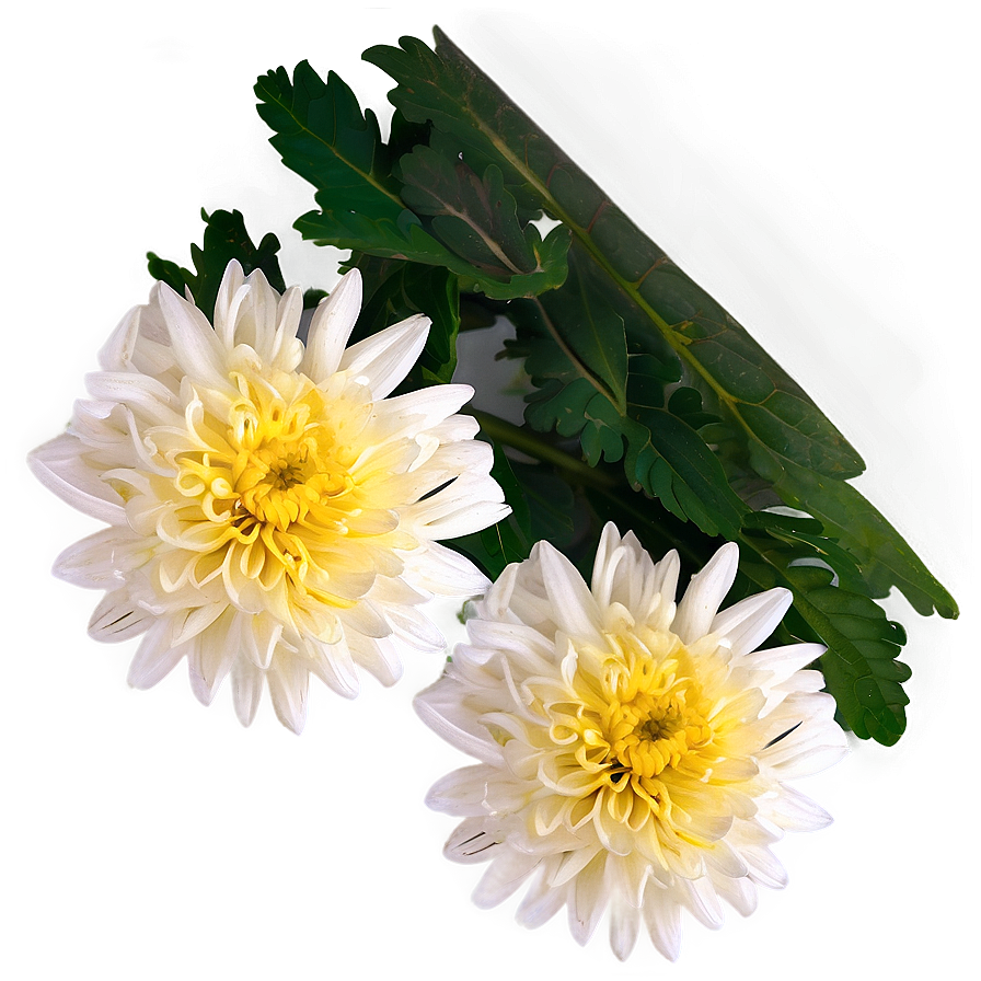 Chrysanthemum Tea Ingredient Png Ftl