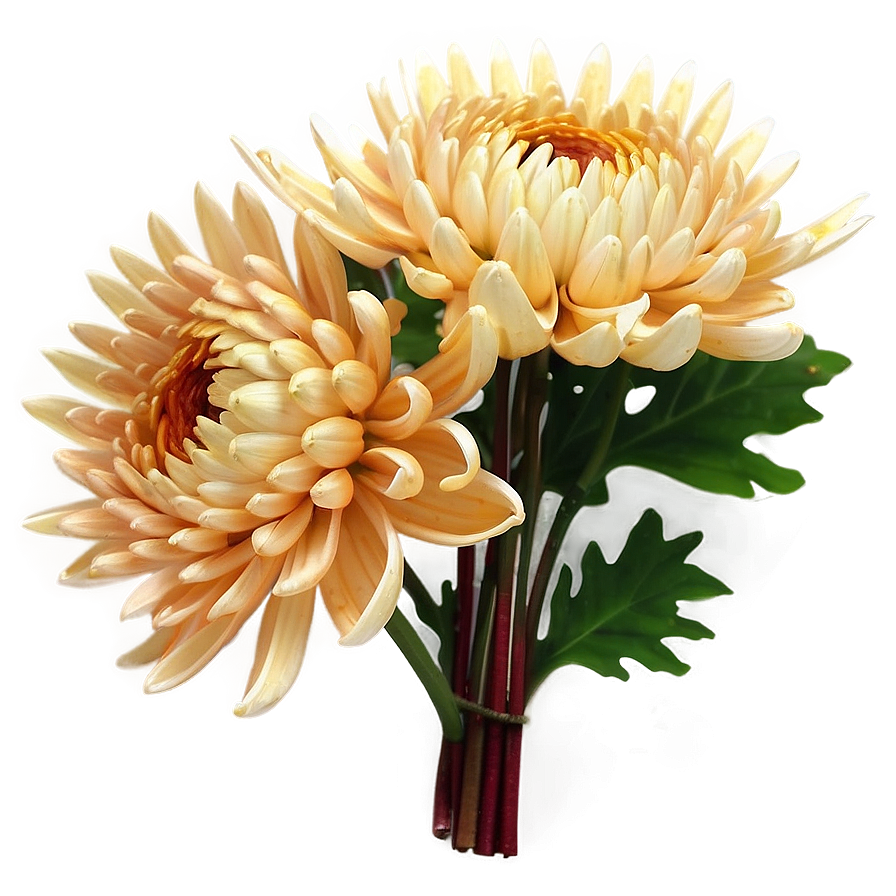 Chrysanthemum Wedding Decor Png 89