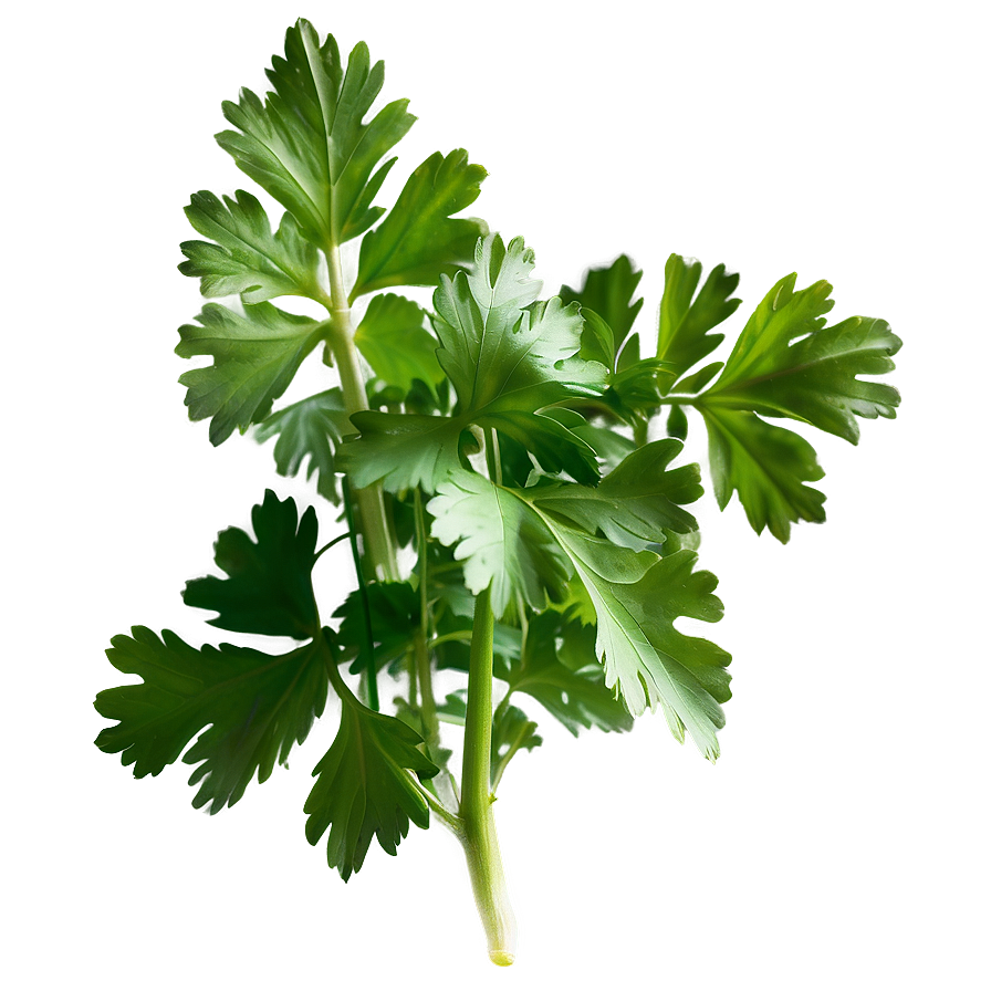 Cilantro Herb Png Vnk