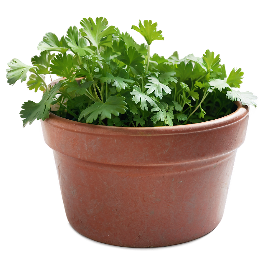 Cilantro In Pot Png 06212024