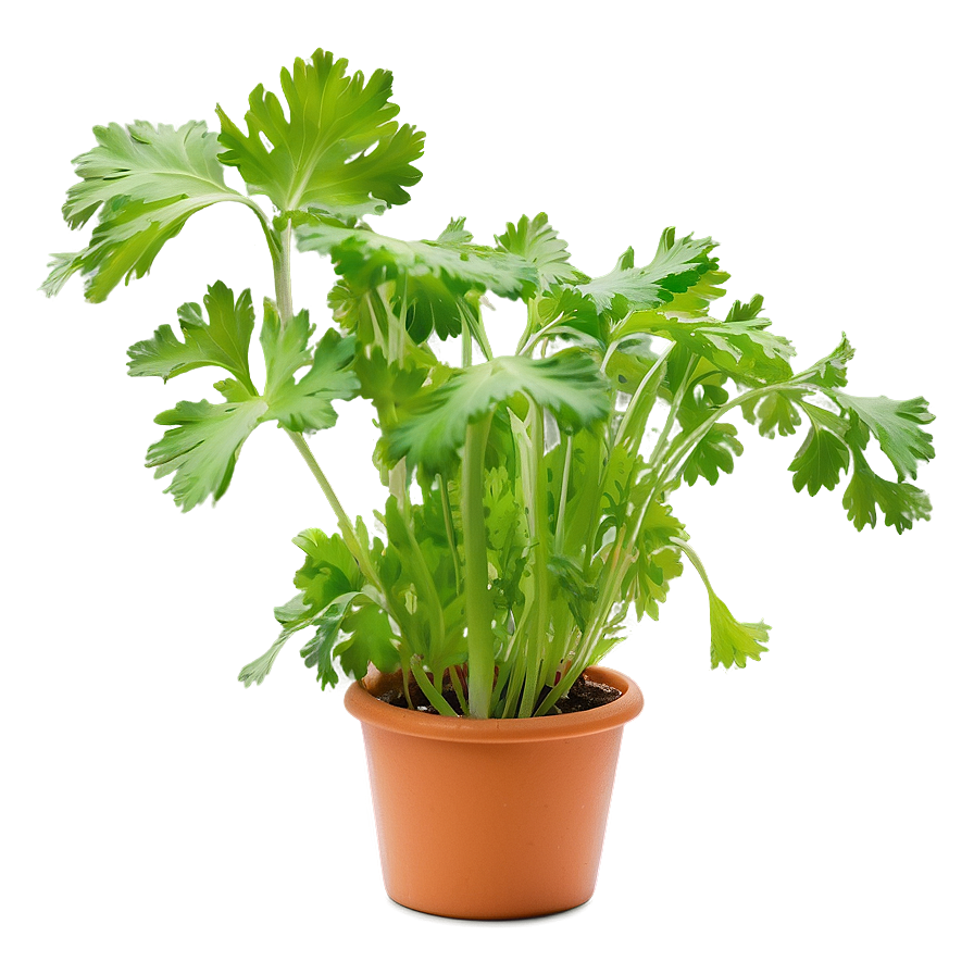 Cilantro In Pot Png 83