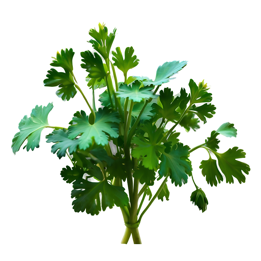 Cilantro Plant Png 06212024