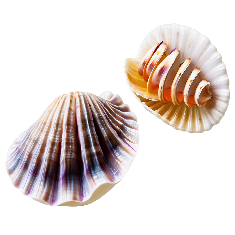 Clam And Cockle Shells Png 80