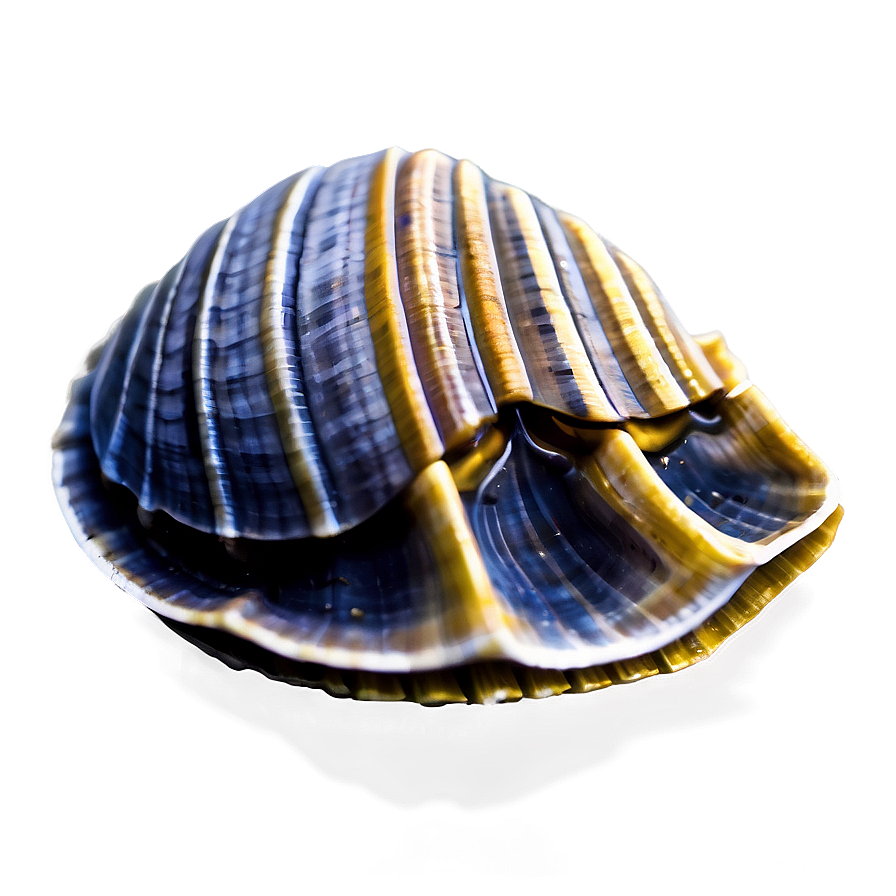 Clam In A Deep Dive Png 05242024