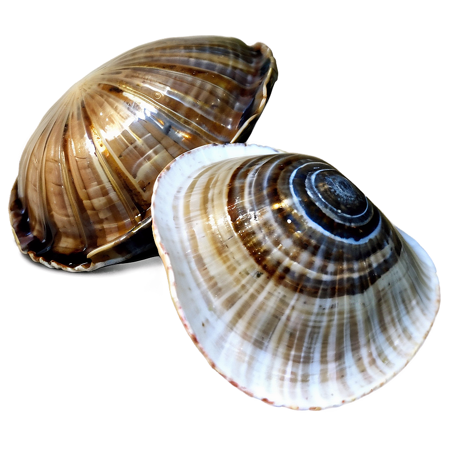 Clam In Nautical Theme Png Yoc