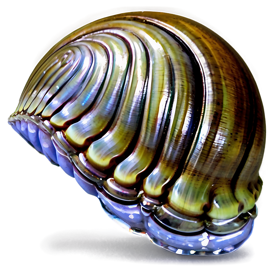 Clam In Ocean Water Png 91