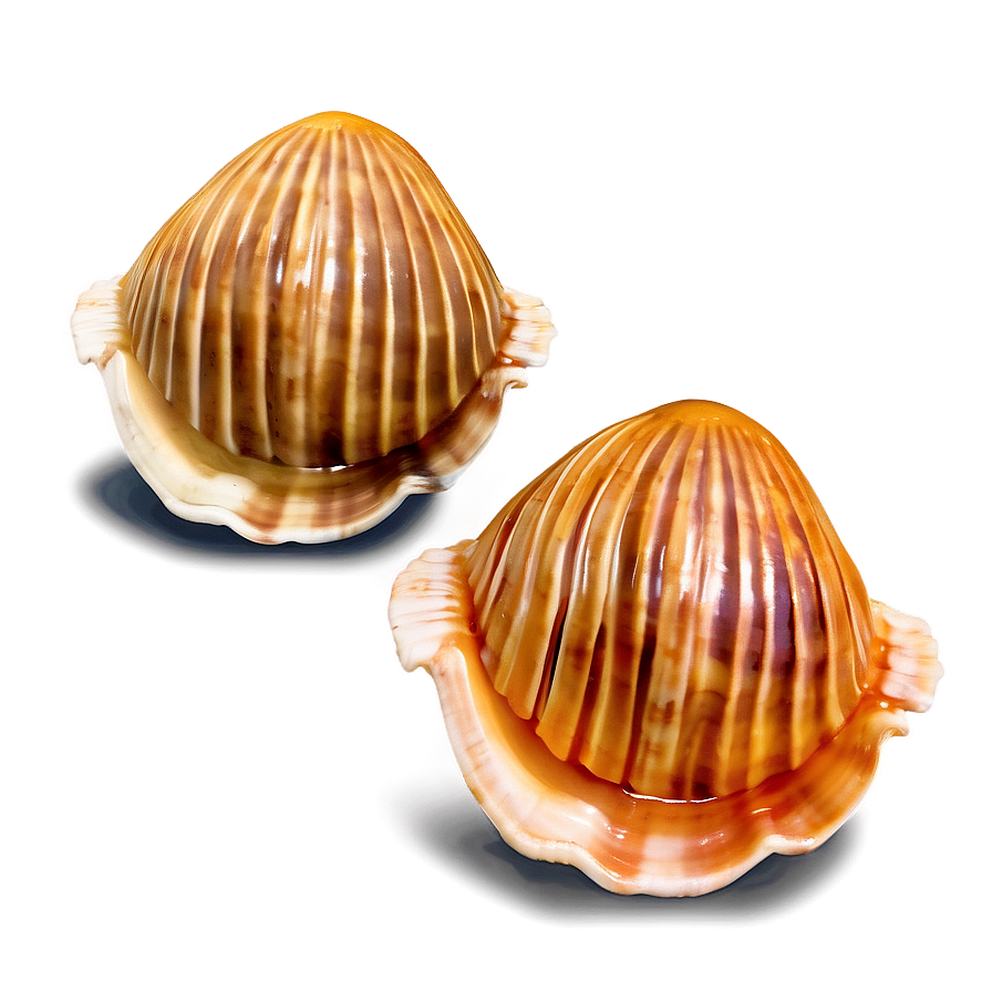 Clam In Ocean Water Png Hco59