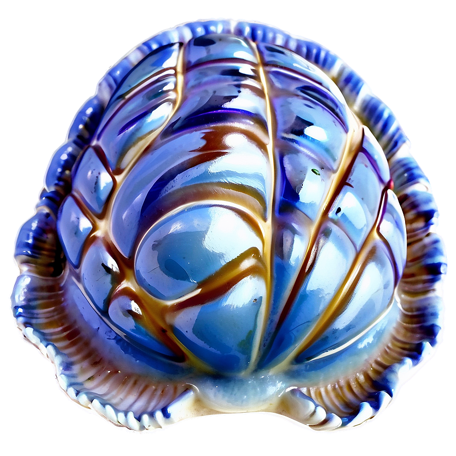 Clam On Beach Sand Png Jpe