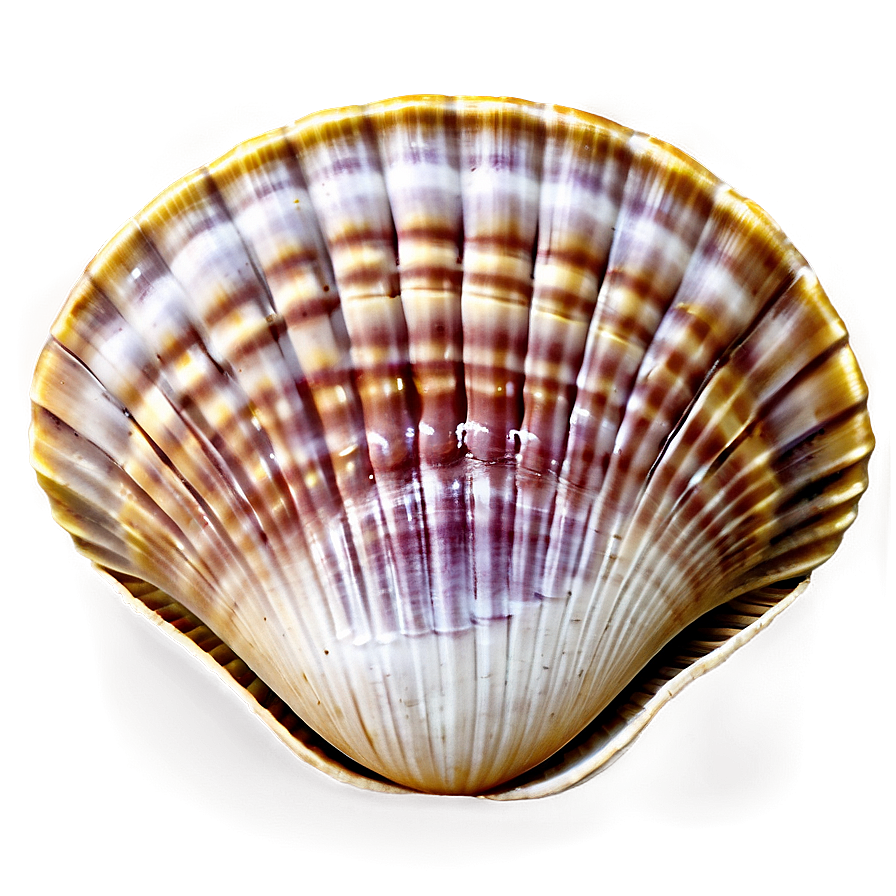 Clam Shell Background Png Vwr