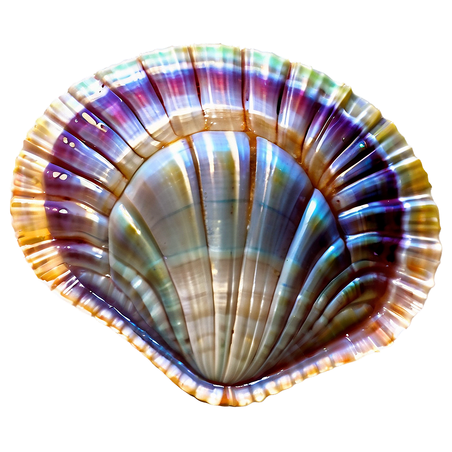 Clam Shell Clipart Png 82