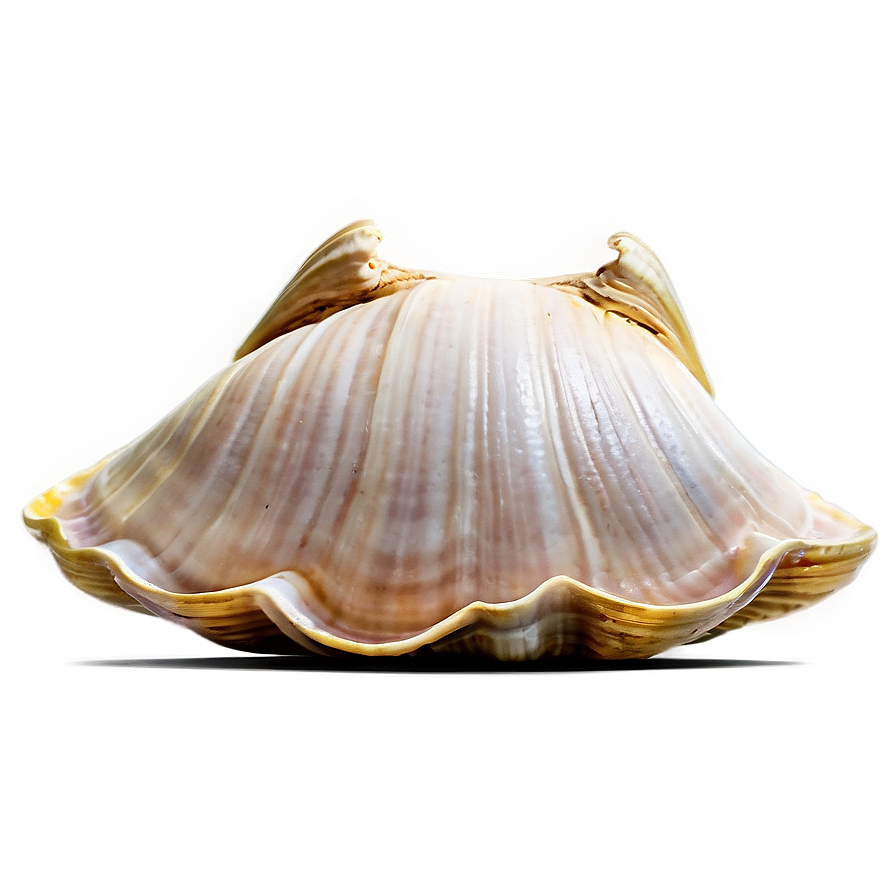 Clam Shell Vector Art Png Iox1