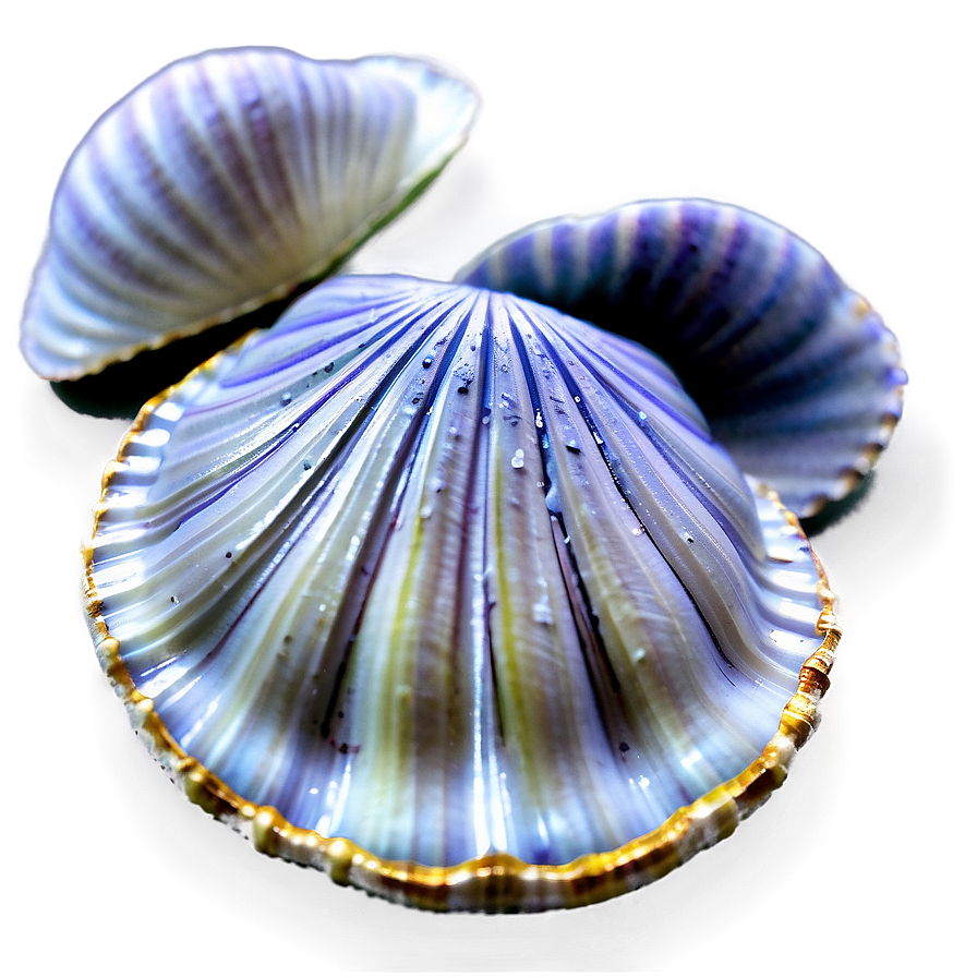 Clam Shell With Water Png Wby