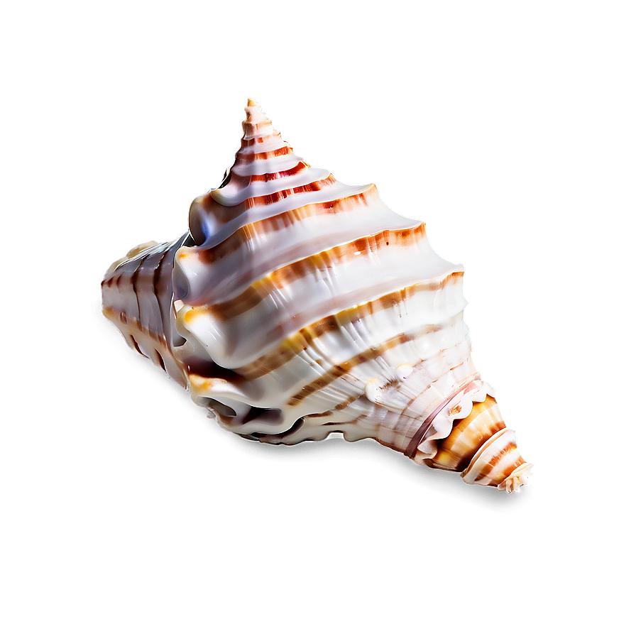 Classic Conch Shell Png Ecq41