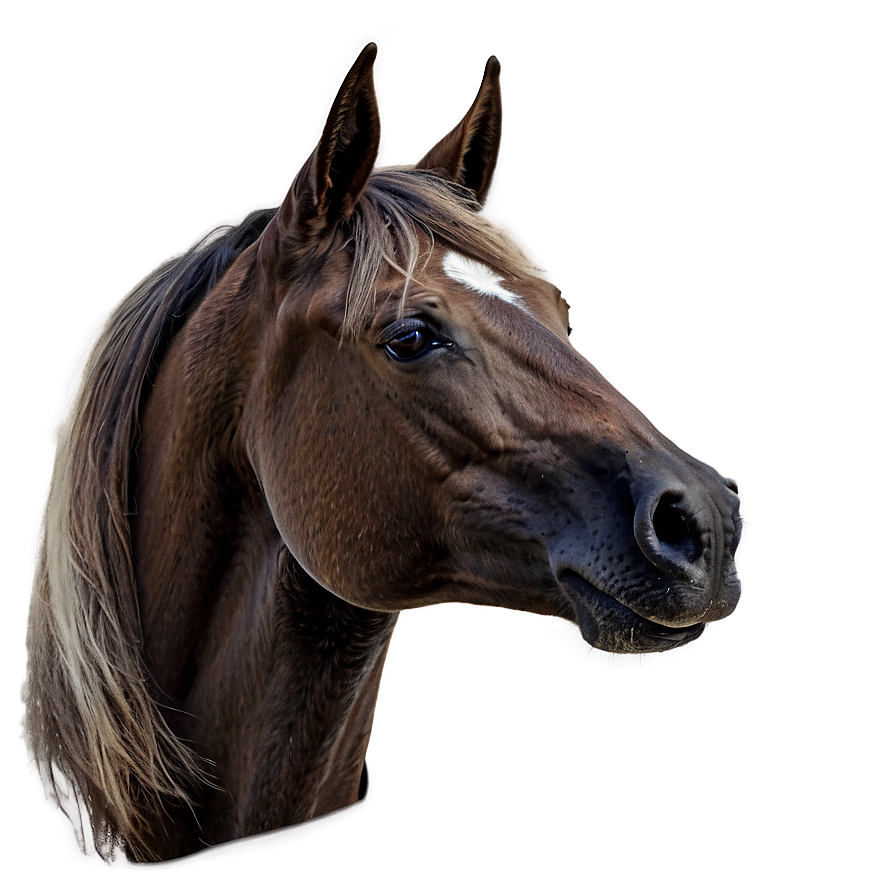 Classic Horse Head Profile Png 38