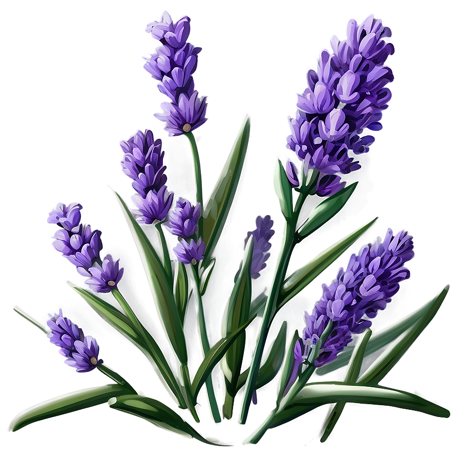 Classic Lavender Illustration Png Sks