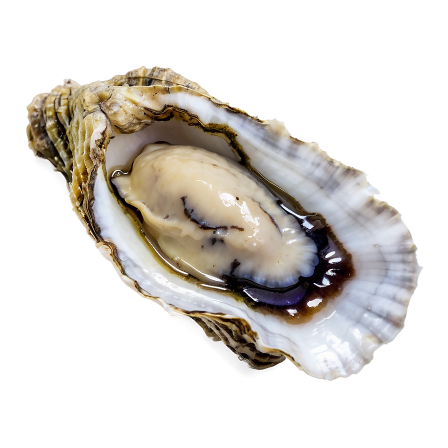 Classic Oyster Png 06122024