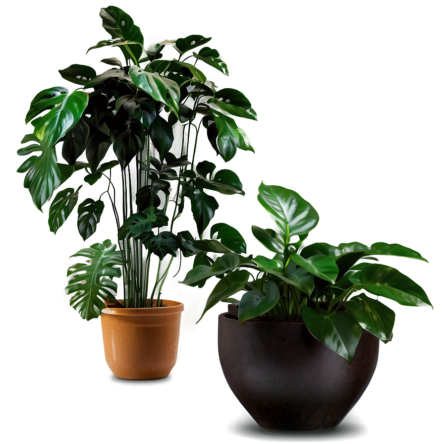 Climbing Houseplant Png Pat