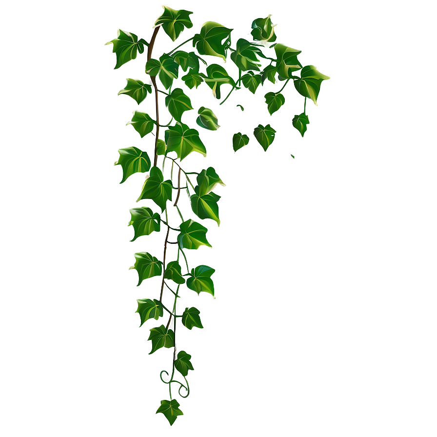 Climbing Ivy Vine Png 05042024