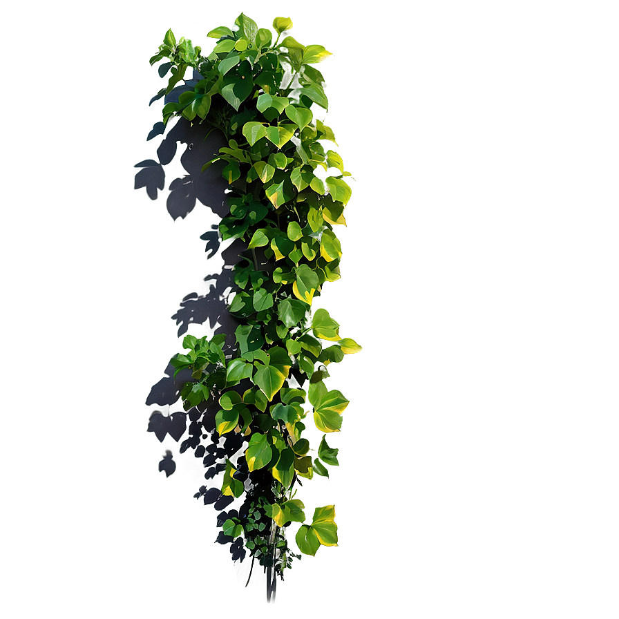 Climbing Plant Shadow Png 06292024