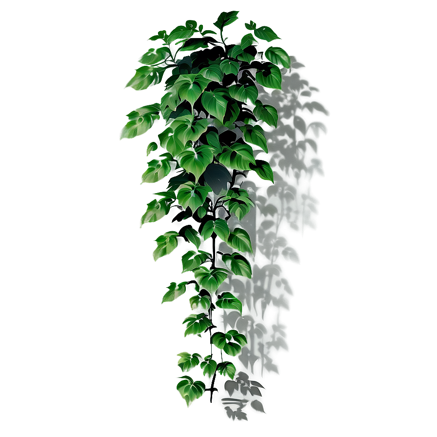 Climbing Plant Shadow Png Rlg