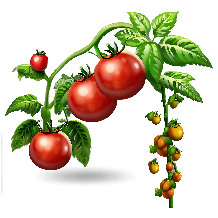 Climbing Tomato Plant Png 06212024