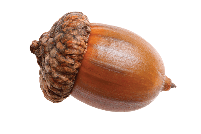 Close Up Acorn Texture Background