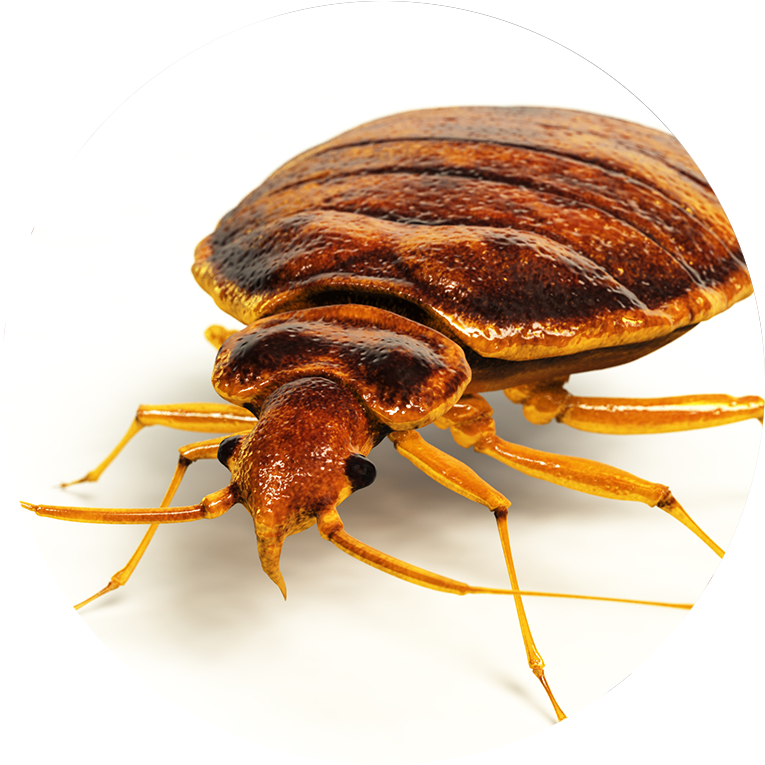 Close Up Bed Bug Image