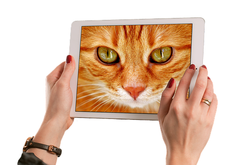 Close Up Cat Tablet Screen