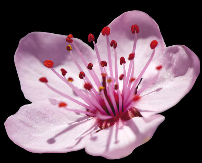 Close Up Cherry Blossom Black Background