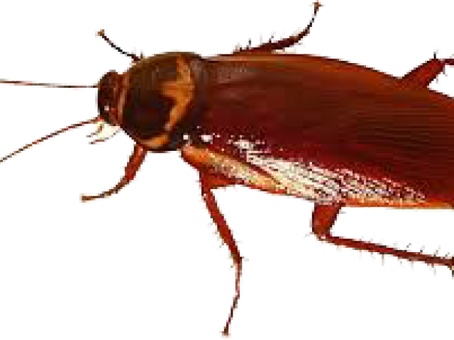 Close Up Cockroach Image