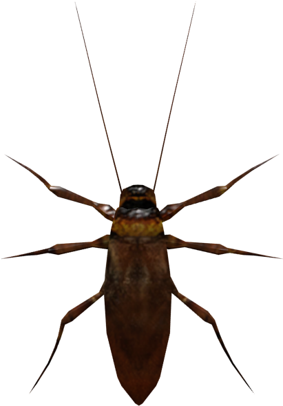 Close Up Cockroach Image