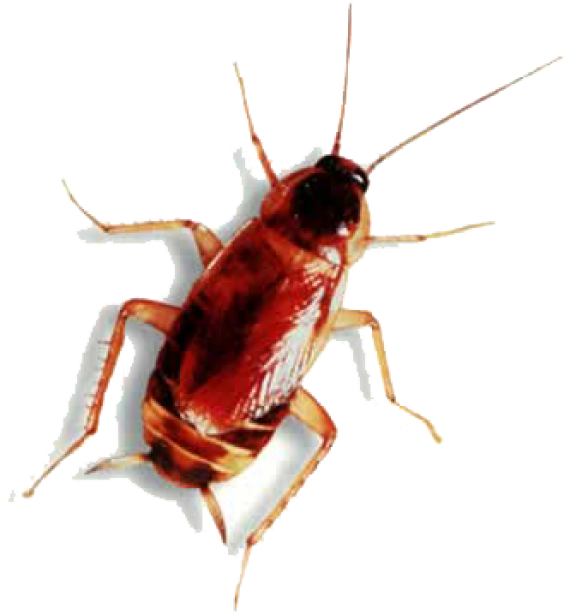 Close Up Cockroach Isolated