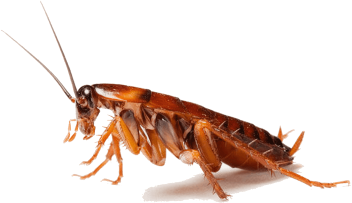 Close Up Cockroach P N G Transparent Background