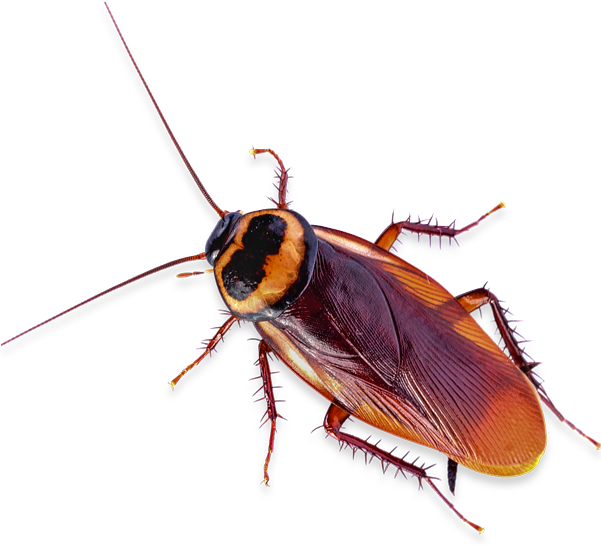 Close Up Cockroach.png