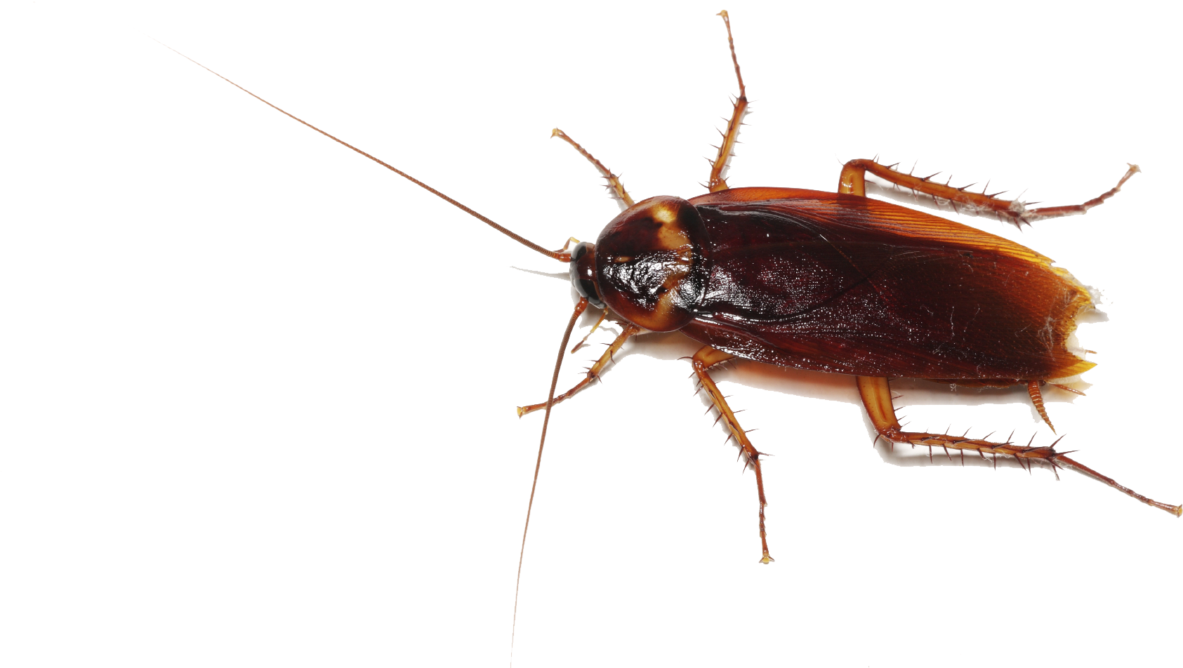 Close Up Cockroach Transparent Background