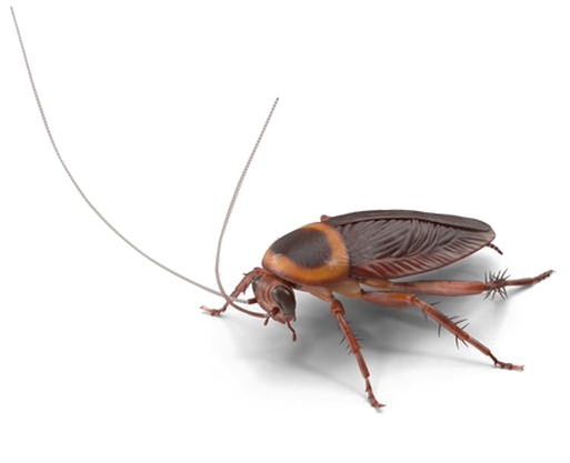 Close Up Cockroach Transparent Background