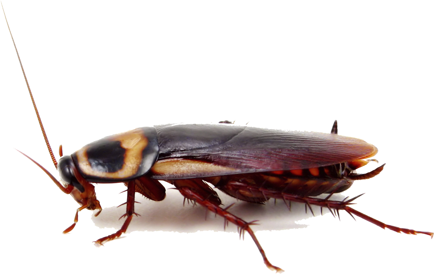 Close Up Cockroach Transparent Background