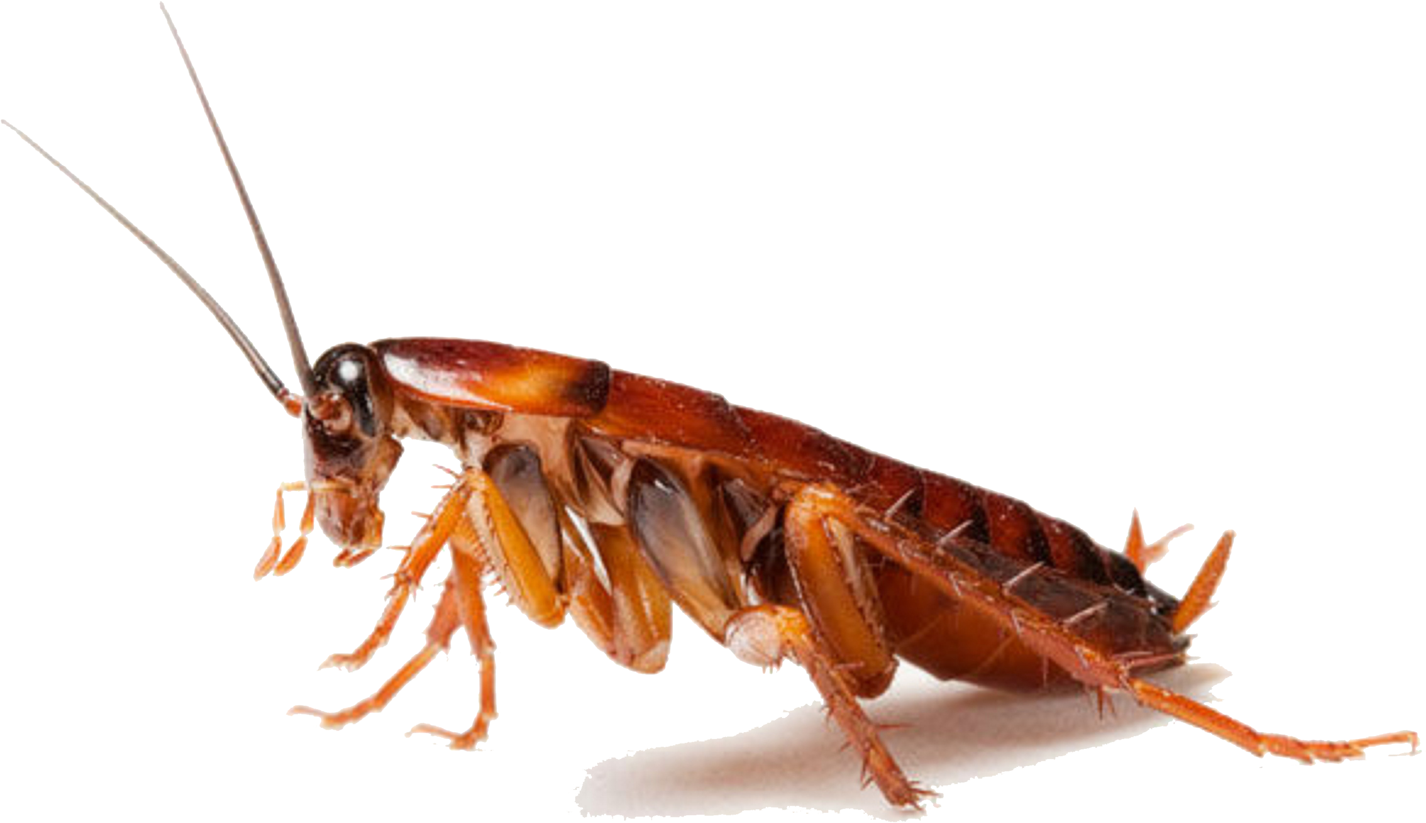 Close Up Cockroach Transparent Background