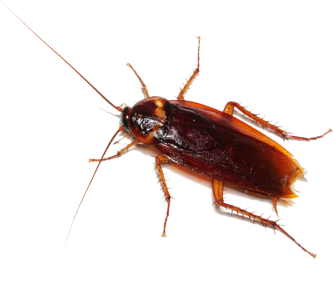 Close Up Cockroach Transparent Background