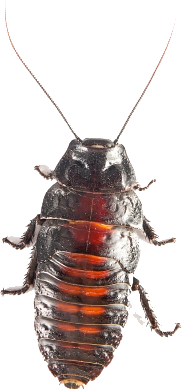 Close Up Cockroach Transparent Background