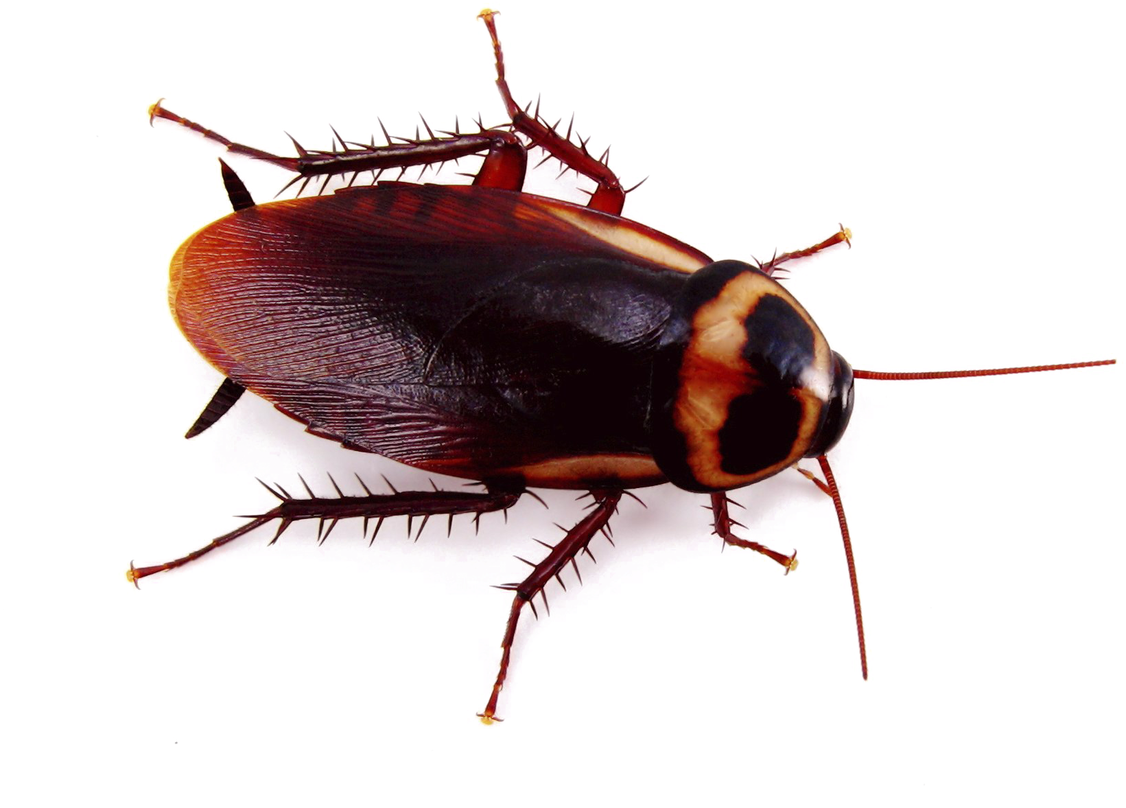 Close Up Cockroach Transparent Background