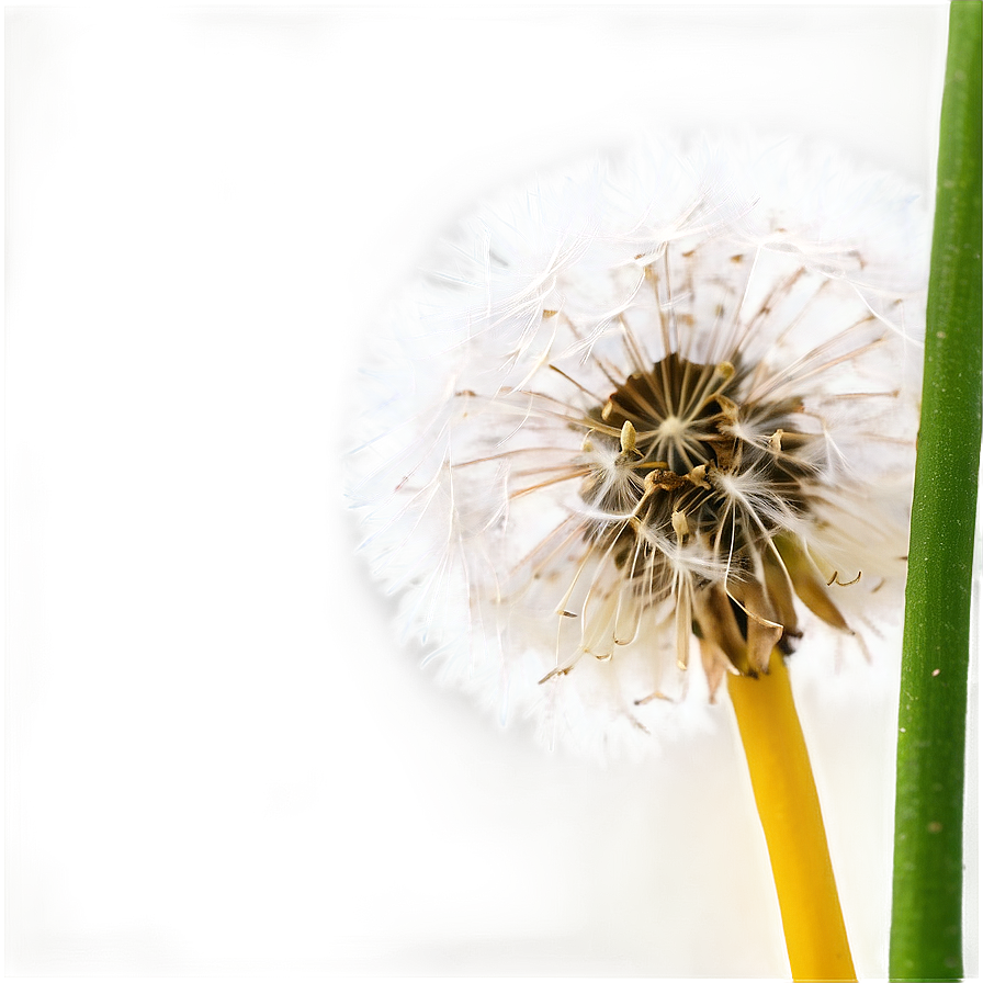 Close-up Dandelion Fluff Png 05242024