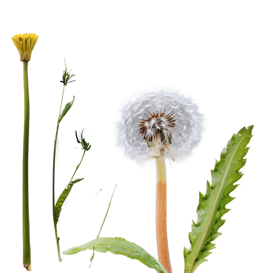 Close-up Dandelion Fluff Png 05242024