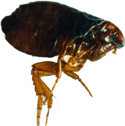 Close Up Flea Transparent Background.png