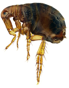 Close Up Flea Transparent Background.png