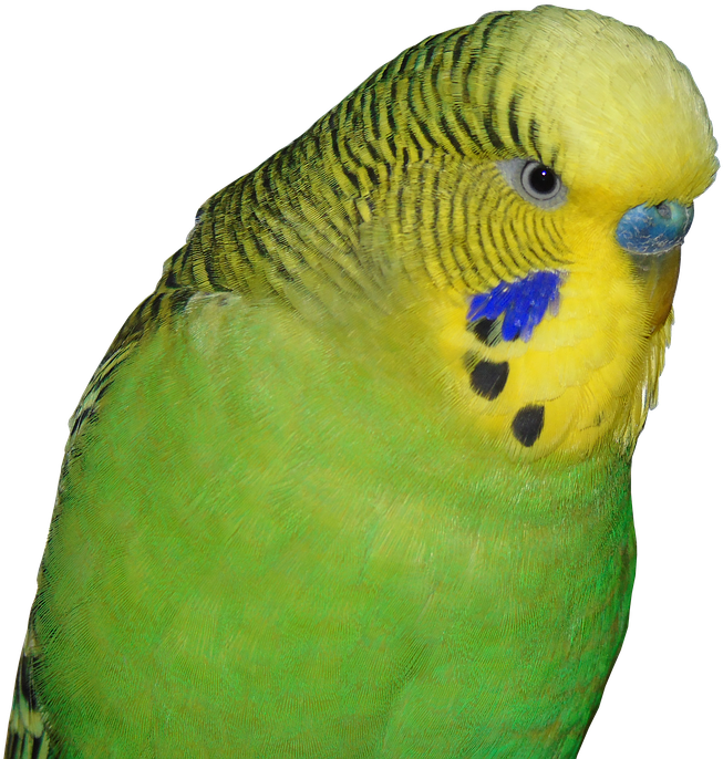 Close Up Green Budgie Portrait