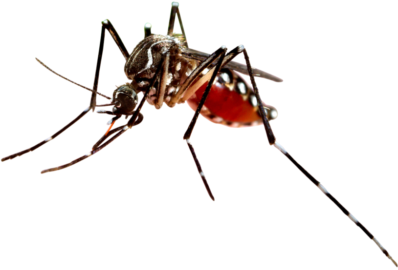 Close Up Mosquito Transparent Background