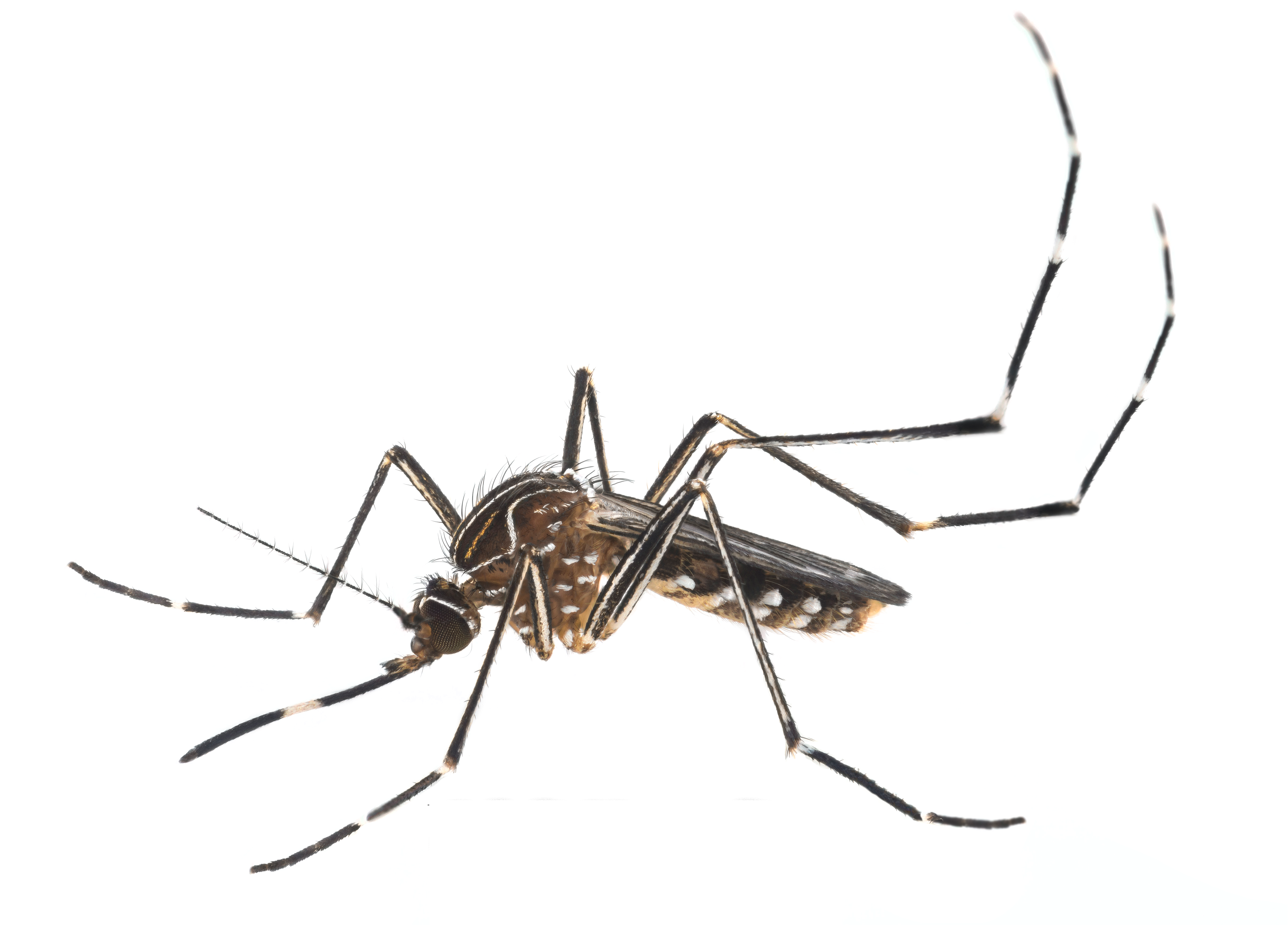 Close Up Mosquito Transparent Background