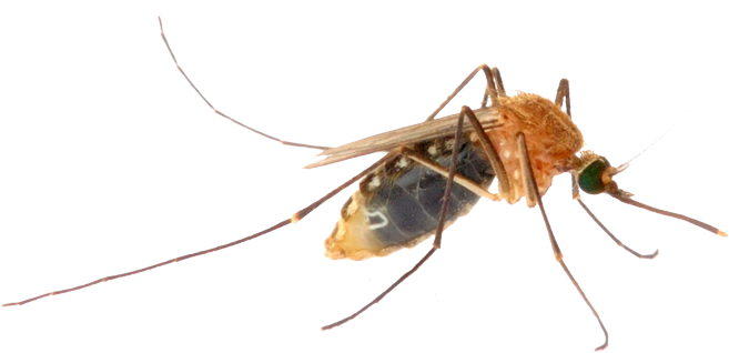 Close Up Mosquito Transparent Background